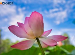 В Волгоградской области синоптики обещают кратковременные грозы и сильную жару