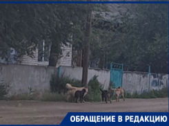 «В школьном дворе живут собаки»: волгоградка опасается за жизнь взрослых и детей