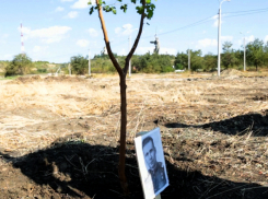 Жители Волгограда начали стихийную высадку деревьев в парке вдов на Мамаевом кургане