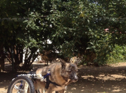 В Волгограде собаке-инвалиду дали шанс вернуться к полноценной жизни