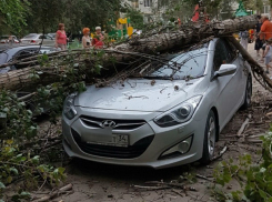Рухнувшее дерево раздавило новенький Hyundai в Волгограде