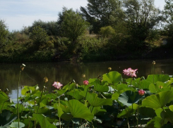 Охотник заблудился в лесу под Волгоградом