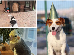 Сбегающие из города и страны волгоградцы бросают на произвол домашних животных