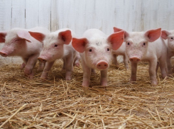 Карантин по АЧС снят по Волгоградской области