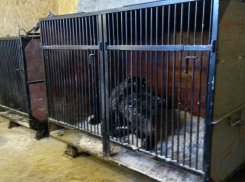 Волгоградские активисты построили дом замерзающим медведям, которых сократил Росгосцирк