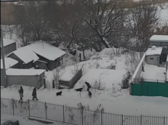 Волгоградка сняла на видео нападение стаи агрессивных собак на мужчину
