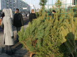 «Кладбища» елок ликвидируют в Волгограде после новогодних праздников 