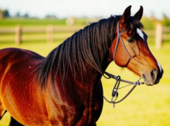 Саратовский фермер заплатит более миллиона за уничтоженный его лошадьми урожай под Волгоградом 