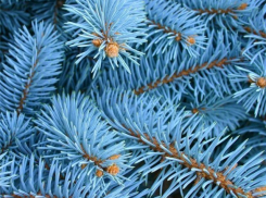 30-летнюю ель с шоссе Авиаторов посадили в парке «Семейный» в Волгограде