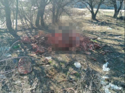 В поселке Рабочем неизвестные выкинули гору останков