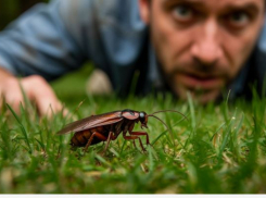 Гигантские клопы проснулись в Волгоградской области