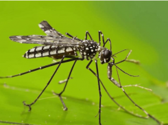 Полчища комаров и смертельно опасные газы обнаружили в жилом доме в Волгограде 