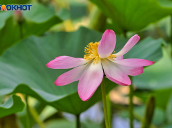 Большинство волгоградцев ждут гибели озера лотосов