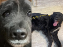 «Морда лица - счастливая!»: брошенный пес Мишка преобразился с новыми хозяевами в Волгограде