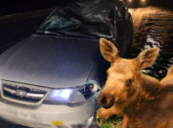 Иномарка сбила лосёнка под Волгоградом