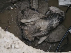 Волгоградец случайно заметил провалившегося в коллектор пса и спас его