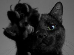 Зоозащитники Волгограда предупреждают о возможных жестокостях сатанистов в Хэллоуин