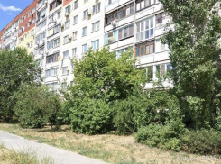 «Жители Волгограда готовы с вилами выйти на защиту деревьев от вырубки», - общественник