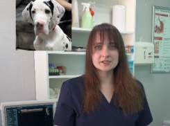 Восемь носков вытащили из желудка щенка в Волгограде