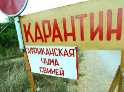 В Волгоградской области обнаружена новая вспышка чумы свиней