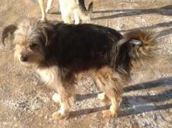 Сотрудники Госпитомника убили четверых наших собак на Семи ветрах, - шокированные волгоградцы