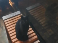 На видео попали черные кошки, облюбовавшие «счастливые» остановки в Волгограде