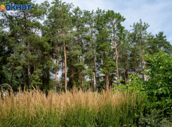 Волгоградцам запретили ходить в лес до конца сентября