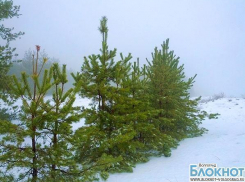 Волгоградские елки будут охранять от браконьеров