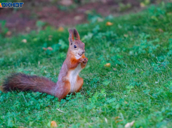 Теплым и ветреным будет понедельник в Волгограде 