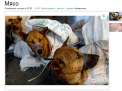 Волгоградец незаконно организовал массовую поставку собачатины жителям города