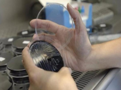 Активисты регионального ОНФ требуют построить на острове яму Беккари