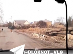 «Дети боятся идти со школы»: собачий караван сняли на видео в Волгограде