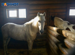 «Боком вам лошадки выйдут, мало не покажется», - Андрей Куприков о скандале со сносом конюшни в «Сосновом бору»