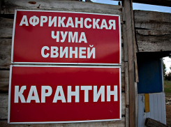 Первая с начала года вспышка африканской чумы свиней зафиксирована под Волгоградом 