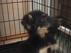 Лапы потеряли чувствительность: в Волгограде спасают щенка, которого сбили ночью на Спартановке