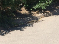 Брачные игры змей попали на видео на севере Волгограда