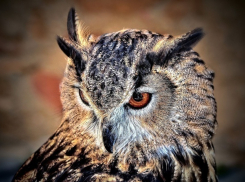 Волгоградский Свято-Духовский монастырь приютил раненого филина из Красной книги