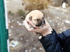 Волгоградцы выкинули на мусорку слепых двухдневных щенков