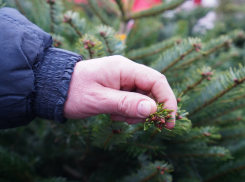 В Волгограде продают новогодние ели по 15000 рублей