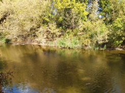 В Волгоградской области в озеро сбросили 40 трупов свиней