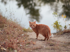 Не слышали о милосердии: волгоградцы считают, что живут в городе злых людей
