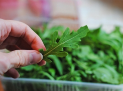 Гостей ЧМ-2018 в Волгограде накормят местной рукколой