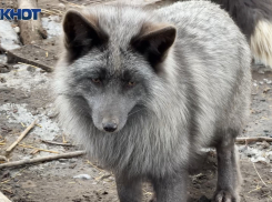 Вторая жизнь елок подарила счастье животным приюта «Дино»