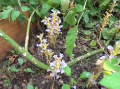 Миллионный штраф навис над волгоградцами за уничтожение редкого паразита 