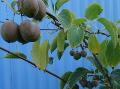 Волгоградские ботаники клонировали актинидию