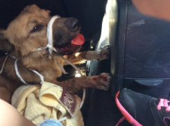 Волгоградка избила свою собаку палкой до полусмерти в парке на глазах у детей