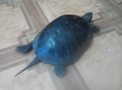 Гигантскую черепаху поймали и принесли домой волгоградцы