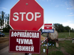 Под Волгоградом зарегистрирована еще одна вспышка африканской чумы свиней