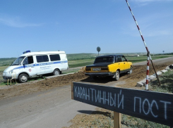 Вирус чумы свиней снова обнаружили в Волгоградской области