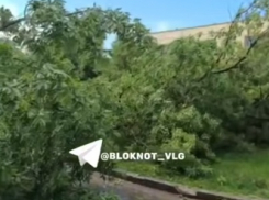 Ветром вырвало с корнем дерево на юге Волгограда - видео